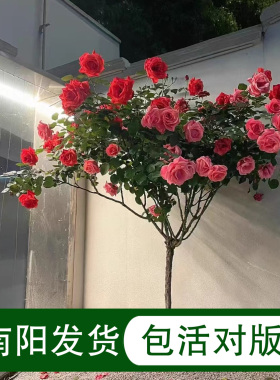 南阳月季棒棒糖树月绯扇粉扇果汁阳台多开花好养易活楼顶庭院