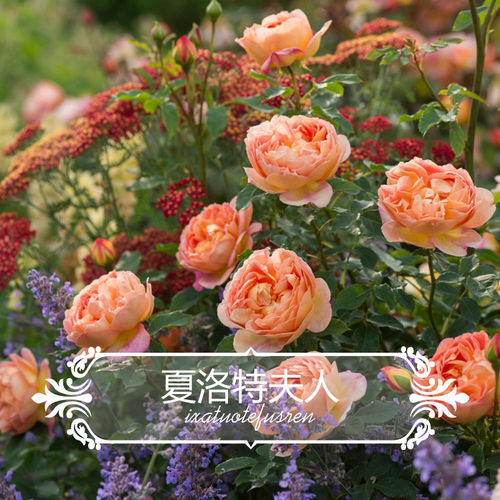 南阳伊诺月季（夏洛特夫人）大型爬藤大花多季花好养勤花丰花多花