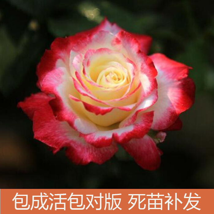 南阳伊诺月季经典品种（红双喜）强香浓香大花勤花