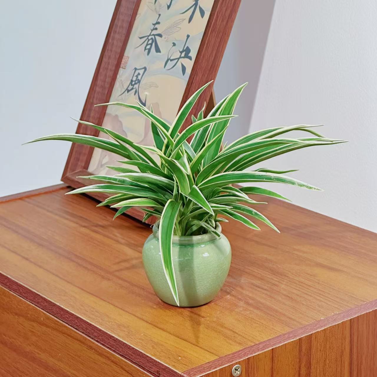 金边吊兰室内净化空气