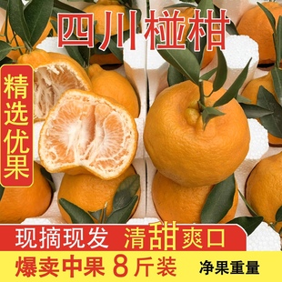 四川苏轼故乡一眉山柑橘一青神碰柑8斤(不含箱)