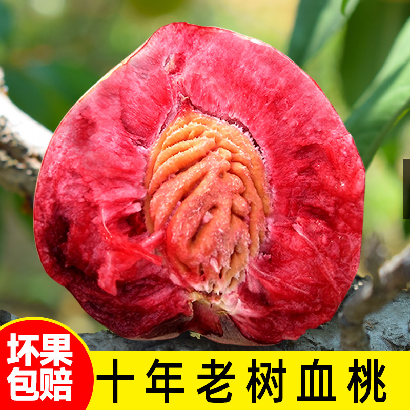 老树血桃新鲜水果5斤整箱现摘现发当季孕妇水果朱砂红紫肉桃子