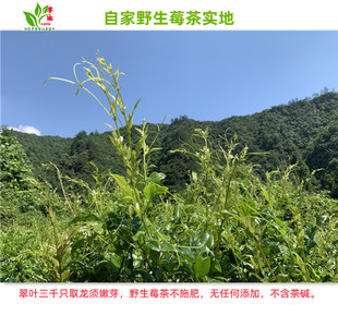 莓茶芽尖张家界野生特级龙须长寿村50克茅岩河莓藤茶利咽永顺霉茶
