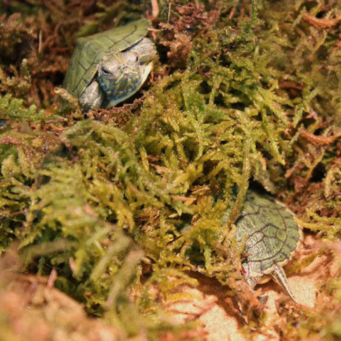 爬虫水龟半水龟蜥蜴角蛙两栖爬宠冬眠保湿垫材无染色干苔藓水苔