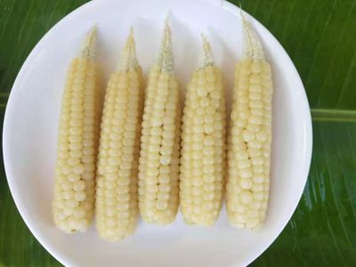 云南西双版纳老品种拇指小玉米，代餐傣族软香糯迷你低脂即食玉米