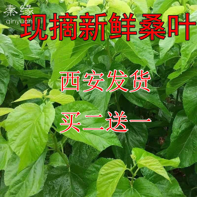 新鲜桑叶嫩蚕叶大小蚕宝宝食物一斤自种现摘现卖西安包邮活蚕饲料