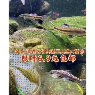 原生美丽小条鳅中华花楸冷水清道夫双盘吸鳅琵琶鱼除藻能手底层鱼