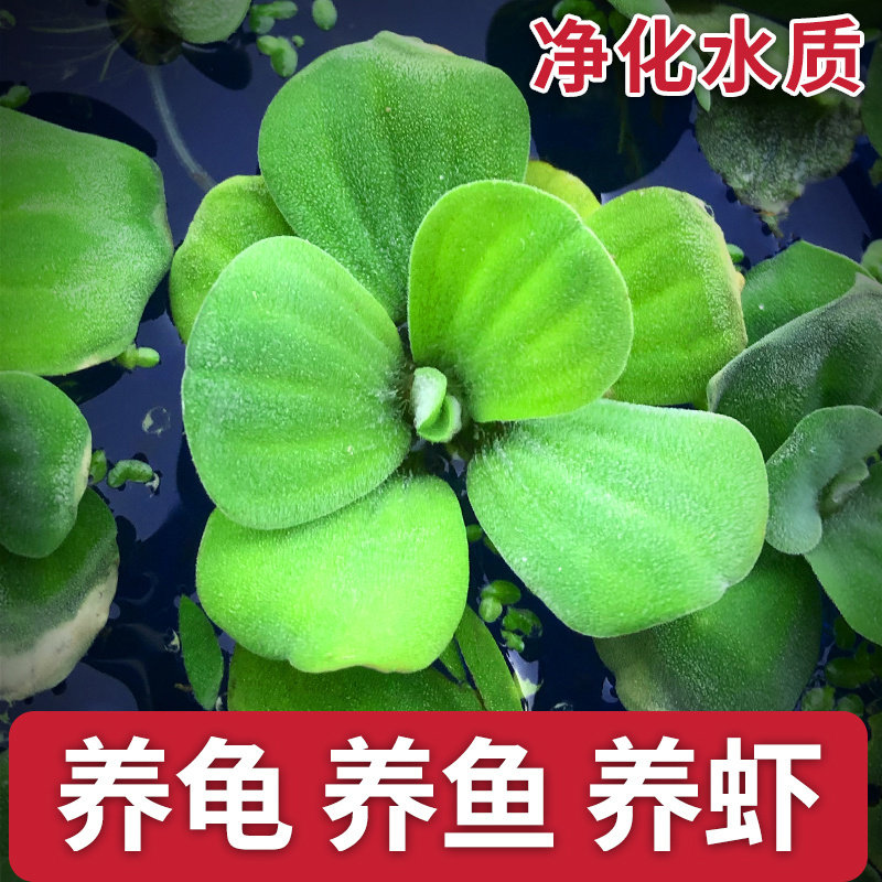 浮萍水草植物造景净化水质的养龟缸养鱼缸用品漂浮水芙蓉苗水葫芦