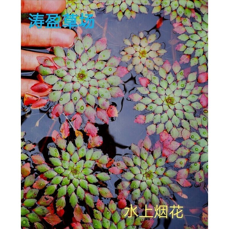 水上葵花水草 黄花菱 危地马拉水丁香 浮水植物活体包活