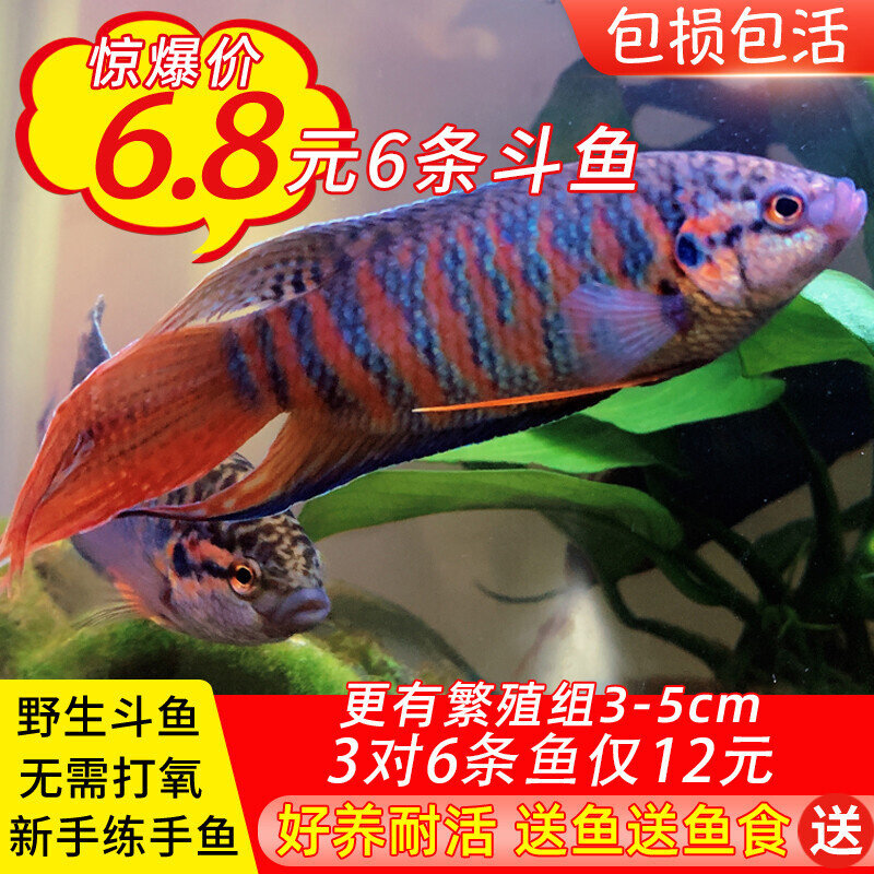 中国斗鱼普叉菩萨鱼盘皮丝花手巾旁皮婆淡水好养耐活体观赏鱼繁殖图片