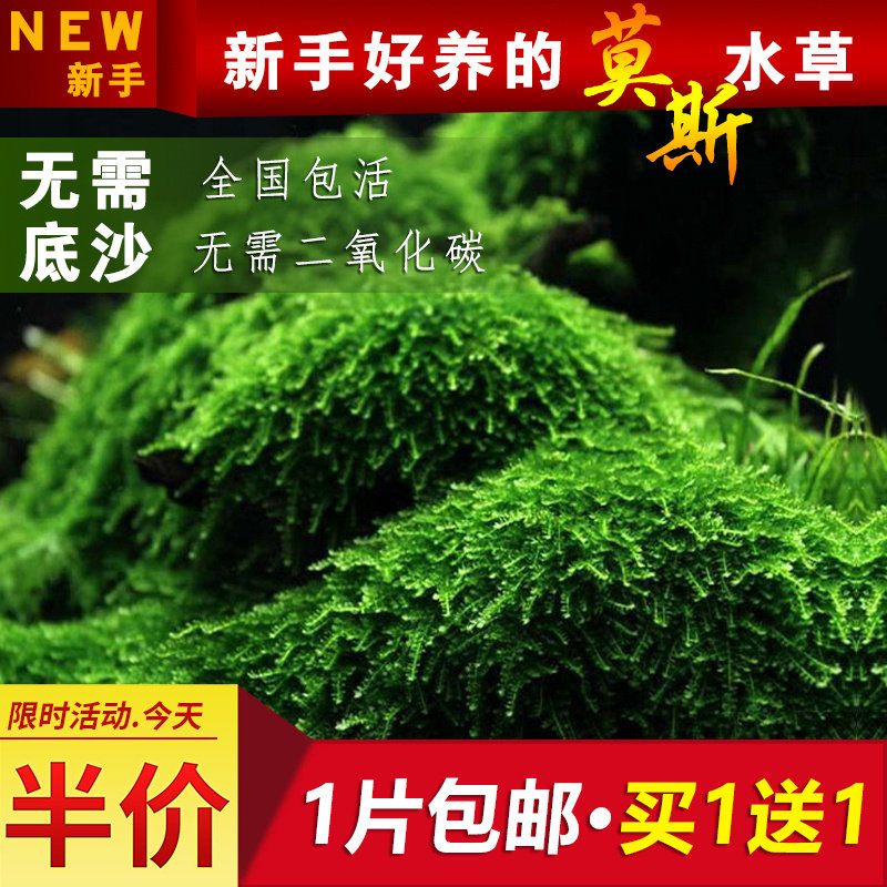 鱼缸莫斯水草植物活体慕斯片散装水草
