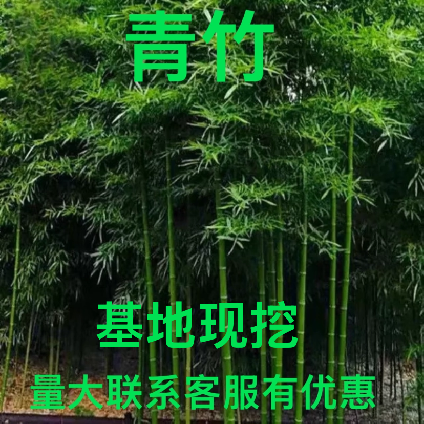 青竹淡竹汉竹毛竹竹子别墅庭院围墙绿植耐寒植物
