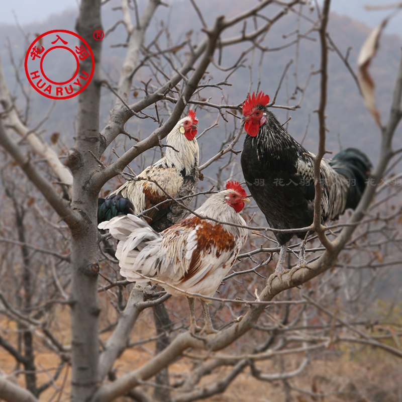 花入羽鹊山鸡 公母两只装 散养鸡 营养补品 龙凤呈祥礼盒全国包邮