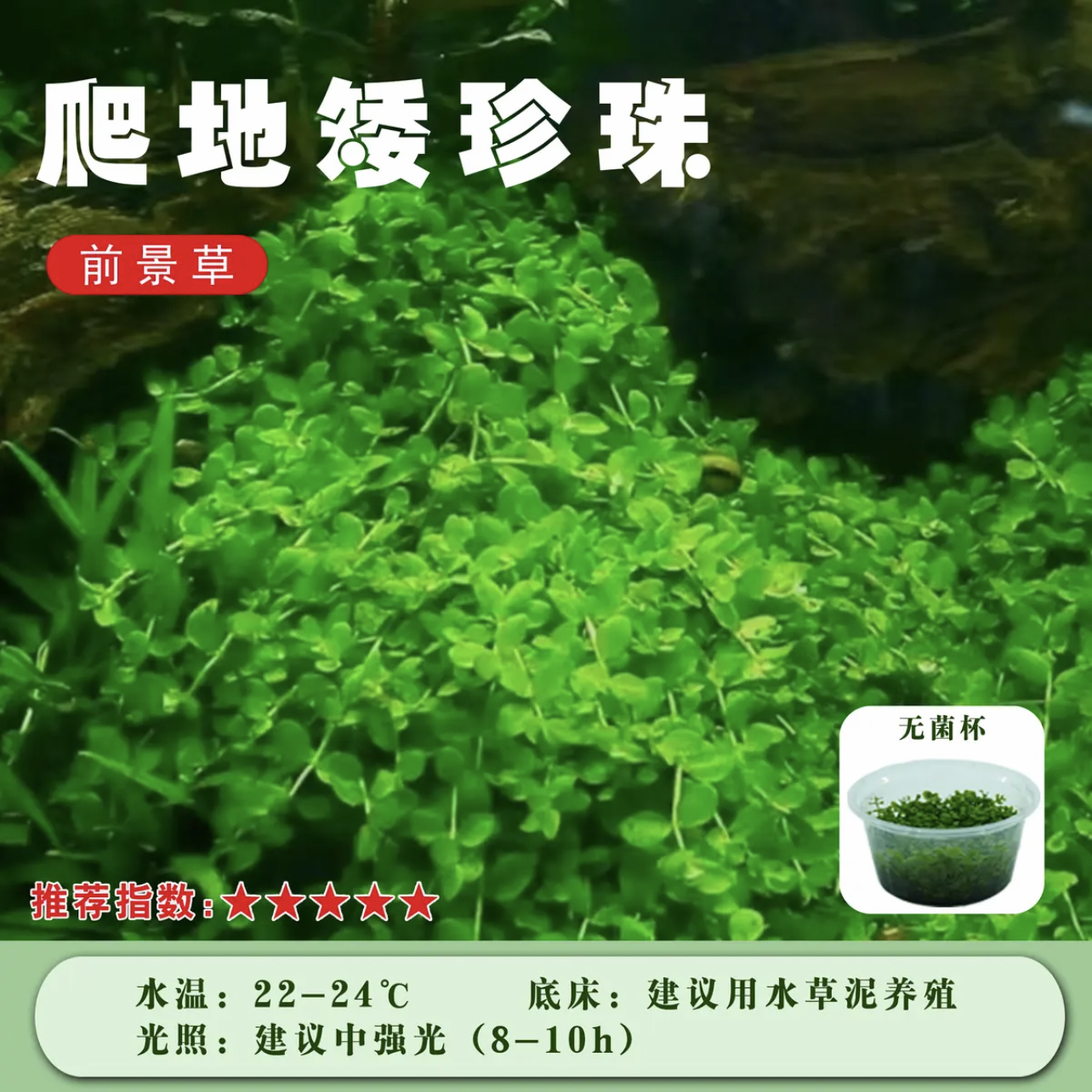 日本矮珍珠新手前景无菌杯鱼缸造景阴性水草生态净水草坪