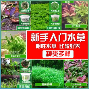 新手低难度前景、中景无菌杯鱼缸造景阴性水草净化水质植物