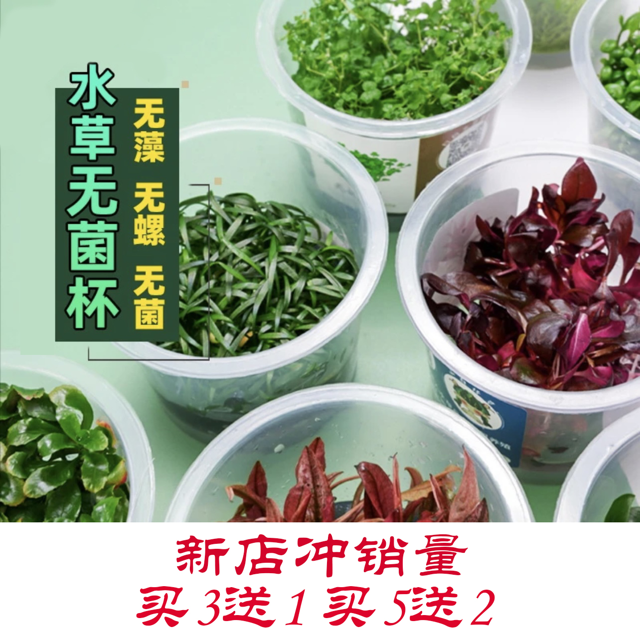新手中前景无菌杯赛普里斯辣椒榕鱼缸造景阴性水草生态净水草坪