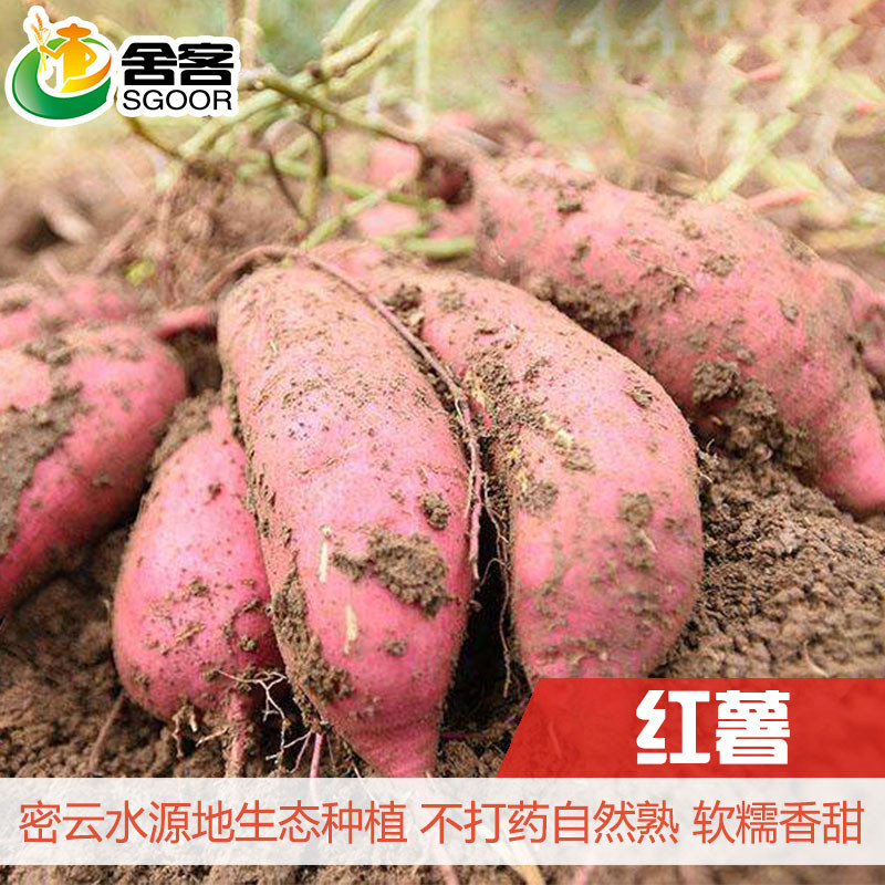 舍客密云生态种植红薯甜蜜薯软糯香甜白薯地瓜粗粮新鲜5斤装包邮