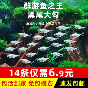 黑尾大勾黑尾旗热带鱼观赏鱼草缸群游鱼小型鱼活体鱼包活黑尾灯鱼