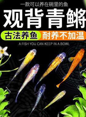 观背青鳉鱼观赏鱼古法养殖不加温