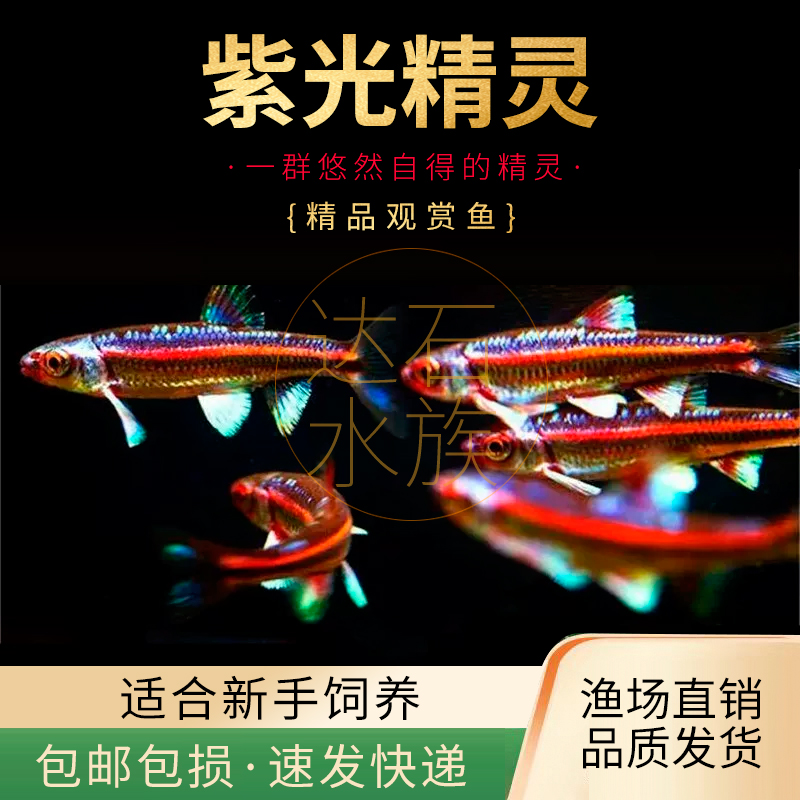 紫光精灵鱼小型耐寒观赏鱼