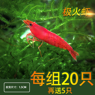 工具虾 草缸除藻虾 水族箱宠物极火虾 热带观赏虾活体