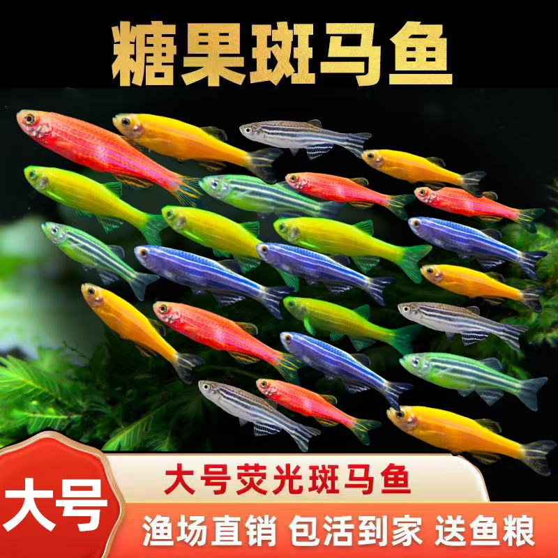 斑马鱼淡水耐活好养活体