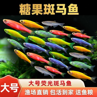 观赏鱼活体热带淡水鱼小型好养蝶翼长尾斑马鱼活鱼红绿灯 包邮