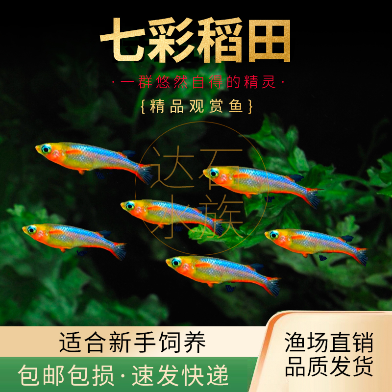 七彩稻田鱼观背七彩霓虹稻田鱼小型热带鱼淡水鱼观赏鱼梦幻鳉科鱼