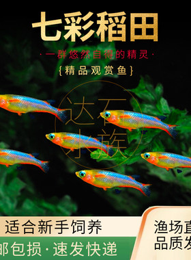 七彩稻田鱼观背七彩霓虹