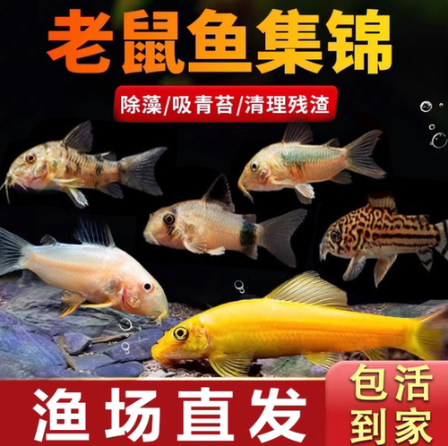 鼠鱼淡水热带鱼除藻清理鱼缸