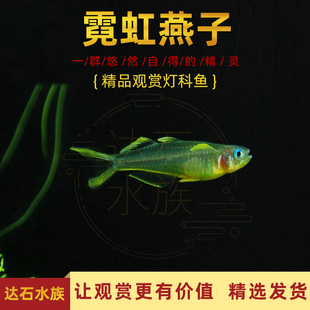 霓虹燕子鱼珍珠燕子橘红燕子灯科鱼草缸群游鱼小型热带观赏鱼包邮