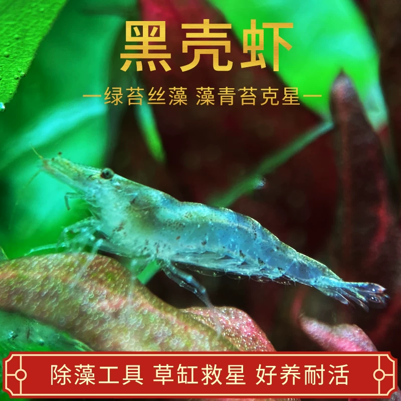黑壳虾鱼缸水草清洁除藻工具超大观赏米虾宠物活体饲料淡水族造景