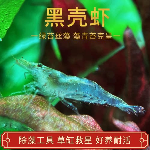 黑壳虾鱼缸水草清洁除藻工具
