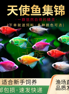 天使鱼活体青苹果荧光天使彩群柠檬黄紫衣天使热带观赏鱼小型鱼