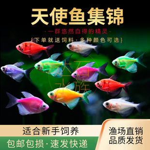 天使鱼活体青苹果荧光天使彩群柠檬黄紫衣天使热带观赏鱼小型鱼