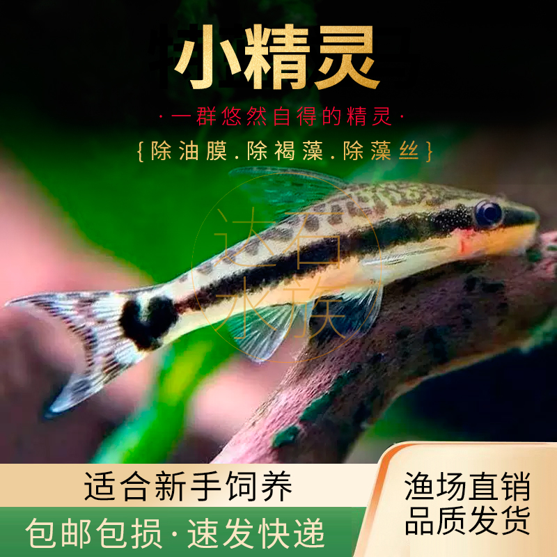 小精灵除藻热带鱼缸水草缸刮青苔丝毛藻除澡工具鱼观赏小型活体鱼