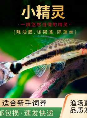 小精灵除藻热带鱼缸水草缸刮青苔丝毛藻除澡工具鱼观赏小型活体鱼