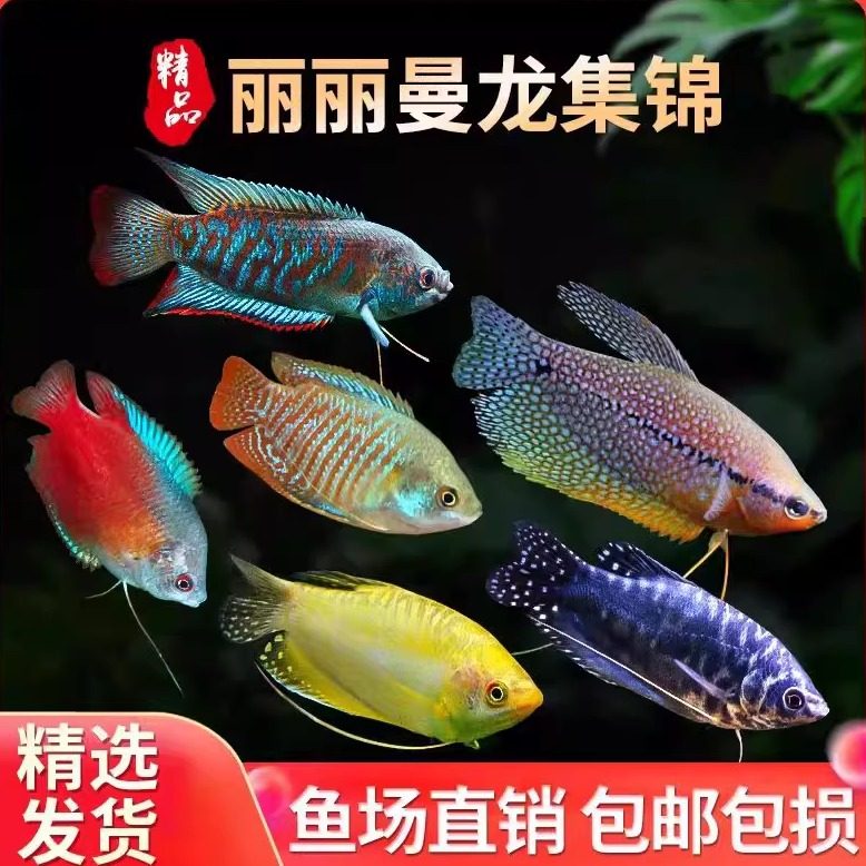 曼龙鱼热带观赏鱼马甲球丽丽鱼图片