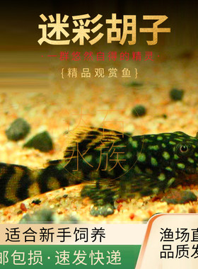 迷彩胡子鱼老鼠鱼水草缸除藻