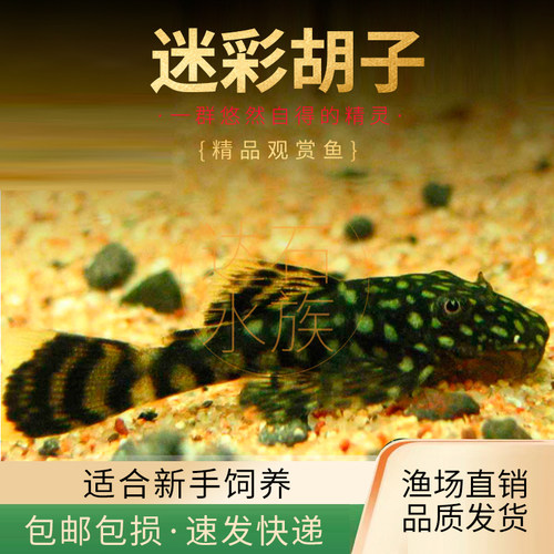 迷彩胡子鱼老鼠鱼水草缸除藻