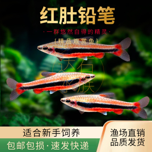 红肚铅笔橘色铅笔鱼红头红肚铅笔灯观赏鱼水草缸群游小型热带活体