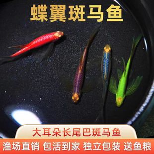 蝶翼斑马鱼活体长尾大帆斑马热带鱼小型鱼好养耐活