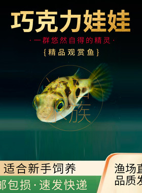 河豚潜水艇会生气的鱼除鱼缸杂螺