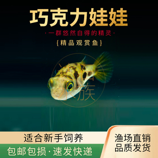 潜水艇会生气的鱼巧克力娃娃斑马狗头苗鱼缸除杂螺观赏鱼活体河豚