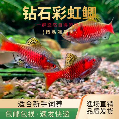 适合溪流缸原生缸群游佳