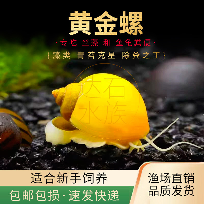 观赏螺冷水除藻黄金螺清洁鱼缸吃鱼龟粪便淡水好养易活工具螺活体,宠物/宠物食品及用品,螺,淘宝优惠券,粉丝福利购,淘宝优惠卷