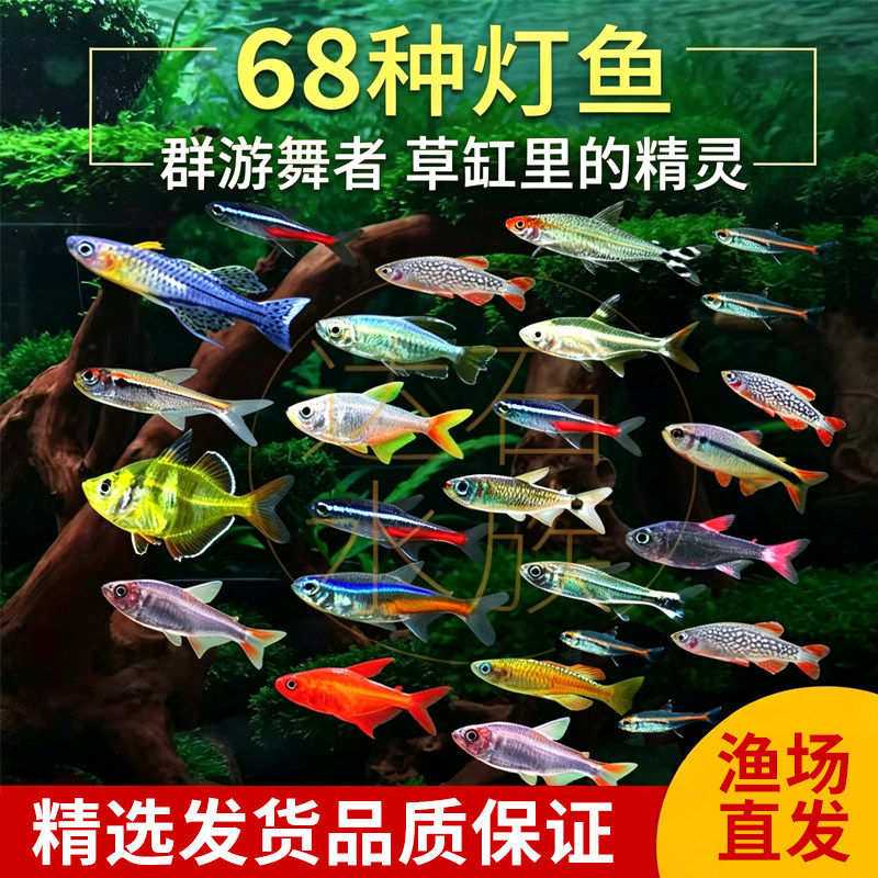 热带观赏鱼荧光斑马鱼孔雀鱼灯科红绿灯鱼小型活鱼冷水鱼淡水好养