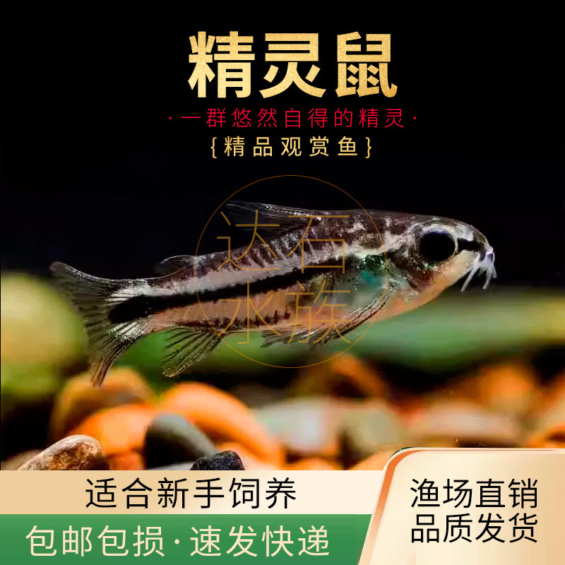 精灵鼠鱼小型热带鱼淡水鱼除涡虫月光鼠鱼小精灵迷你鼠鱼群游活体
