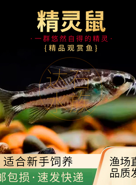 精灵鼠鱼小型热带鱼淡水鱼除涡虫月光鼠鱼小精灵迷你鼠鱼群游活体