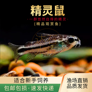 精灵鼠鱼小型热带鱼淡水鱼除涡虫月光鼠鱼小精灵迷你鼠鱼群游活体
